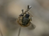 Acroceridae Acroceridae