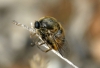 Acroceridae Acroceridae