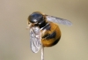 Acroceridae Acroceridae