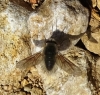 Bombilidae Bombilidae