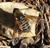 Bombilidae Bombilidae