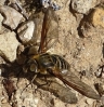 Bombilidae Bombilidae