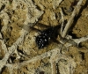 Bombylella atra Scopoli, 1763 Bombylella atra Scopoli, 1763