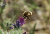 Bombyliinae Bombyliinae