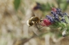 Bombyliinae Bombyliinae