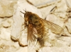 Bombylisoma sp. Bombylisoma sp.
