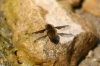 Bombylius (Bombylius) cf. major Linnaeus, 1758