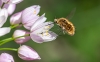 Bombylius Bombylius
