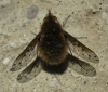 Bombylius (Bombylius) discolor Mikan, 1796