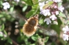 Bombylius sp. Bombylius sp.