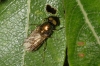 Chloromyia cf. formosa (Scopoli, 1763)