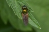 Chloromyia formosa (Scopoli, 1763)