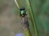 Chloromyia formosa (Scopoli, 1763)