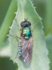 Chloromyia formosa (Scopoli, 1763)