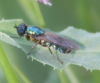 Chloromyia formosa (Scopoli, 1763)