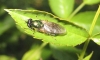 Chloromyia formosa (Scopoli, 1763)