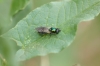 Chloromyia formosa (Scopoli, 1763)