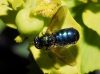 Chloromyia formosa (Scopoli, 1763)