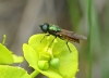 Chloromyia formosa ? 1 de 2 Chloromyia formosa ? 1 de 2