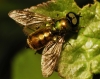 Chloromyia formosa ? Chloromyia formosa ?