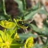 Chloromyia formosa ? Chloromyia formosa ?