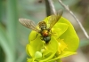 Chloromyia formosa ? Chloromyia formosa ?