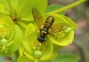 Chloromyia formosa ? Chloromyia formosa ?