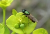 Chloromyia formosa ? 2 de 2 Chloromyia formosa ? 2 de 2