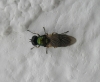Chloromyia formosa (Scopoli, 1763)