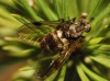 Chrysopilus ? 1/2