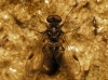 Chrysopilus ?