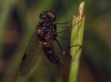 Chrysopilus ?