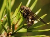 Chrysopilus ? 2/2