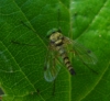 Chrysopilus asiliformis (Preyssler, 1791)