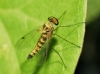 Chrysopilus asiliformis (Preyssler, 1791)