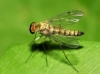 Chrysopilus asiliformis (Preyssler, 1791)