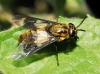 Chrysops caecutiens