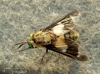 Chrysops viduatus (Fabricius, 1794)