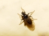 Crossopalpus sp. Bigot, 1857