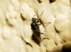 Crossopalpus sp. Bigot, 1857