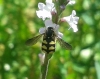 Cyrtus gibbus (Fabricius, 1794)