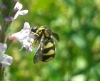 Cyrtus gibbus (Fabricius, 1794)