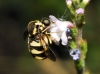 Cyrtus gibbus (Fabricius, 1794)