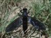 Dasypogon sp. (gr. diadema)