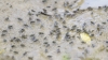 Dolichopodidae ? 1/2 Dolichopodidae ? 1/2