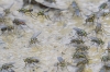 Dolichopodidae ? 2/2 Dolichopodidae ? 2/2