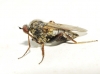 Empis (Pachymeria) mediterranea (Loew, 1864)