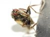 Empis (Pachymeria) mediterranea (Loew, 1864)