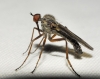 Empis sp. 1d3