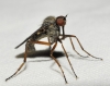 Empis sp. 2d3